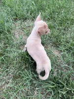Jasper, a male Chihuahua for sale in High Point, NC – 4 of 4