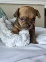 WallE, a male Chihuahua for sale in High Point, NC – 3 of 4