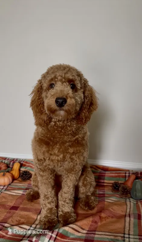 Charlie – Miniature Goldendoodle puppy for sale in Pelion, SC