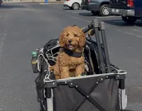 Charlie, a male Miniature Goldendoodle for sale in Pelion, SC – 3 of 5