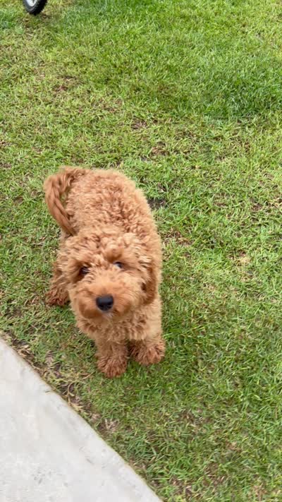 Charlie, a male Miniature Goldendoodle for sale in Pelion, SC – 5 of 5
