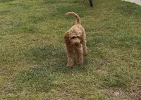 Charlie, a male Miniature Goldendoodle for sale in Pelion, SC – 2 of 5