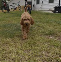 Charlie, a male Miniature Goldendoodle for sale in Pelion, SC – 4 of 5