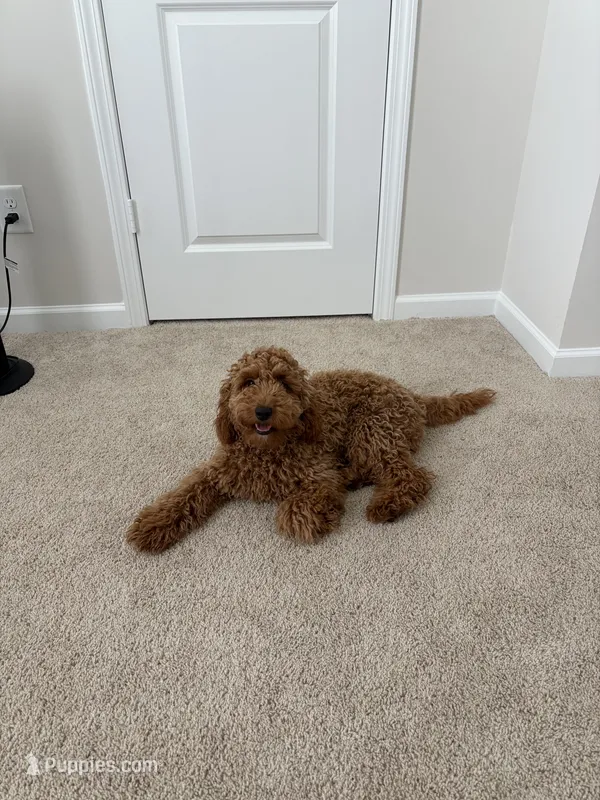 Charlie – Miniature Goldendoodle puppy for sale in Pelion, SC