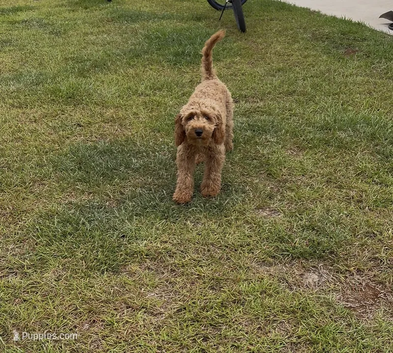 Charlie – Miniature Goldendoodle puppy for sale in Pelion, SC