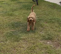 Charlie, a male Miniature Goldendoodle for sale in Pelion, SC – 1 of 5