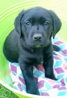 Blue collar, a female Labrador Retriever for sale in Ione, CA – Photo 5 of 7