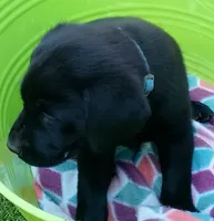 Blue collar, a female Labrador Retriever for sale in Ione, CA – Photo 3 of 7