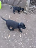 Blue collar, a female Labrador Retriever for sale in Ione, CA – Photo 7 of 7