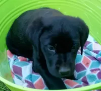 Blue collar, a female Labrador Retriever for sale in Ione, CA – Photo 2 of 7