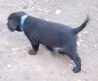 Blue collar, a female Labrador Retriever for sale in Ione, CA – Photo 6 of 7