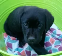 Blue collar, a female Labrador Retriever for sale in Ione, CA – Photo 4 of 7