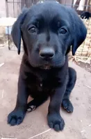 Blue collar, a female Labrador Retriever for sale in Ione, CA – Photo 1 of 7