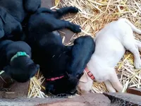 Green collar, a female Labrador Retriever for sale in Ione, CA – Photo 6 of 7