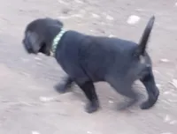 Green collar, a female Labrador Retriever for sale in Ione, CA – Photo 3 of 7