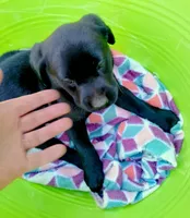 Green collar, a female Labrador Retriever for sale in Ione, CA – Photo 7 of 7