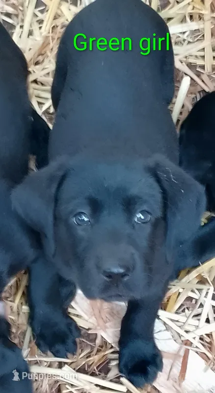 Green collar – Labrador Retriever puppy for sale in Ione, CA