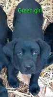 Green collar, a female Labrador Retriever for sale in Ione, CA – Photo 1 of 7