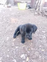 Green collar, a female Labrador Retriever for sale in Ione, CA – Photo 2 of 7