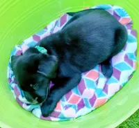 Green collar, a female Labrador Retriever for sale in Ione, CA – Photo 5 of 7