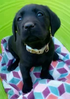 Plaid collar, a female Labrador Retriever for sale in Ione, CA – Photo 1 of 10