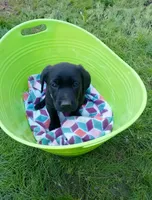 Plaid collar, a female Labrador Retriever for sale in Ione, CA – Photo 10 of 10