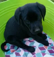 Plaid collar, a female Labrador Retriever for sale in Ione, CA – Photo 2 of 10
