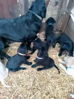 Plaid collar, a female Labrador Retriever for sale in Ione, CA – Photo 8 of 10