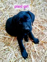 Plaid collar, a female Labrador Retriever for sale in Ione, CA – Photo 4 of 10