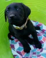 Plaid collar, a female Labrador Retriever for sale in Ione, CA – Photo 3 of 10