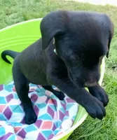 Plaid collar, a female Labrador Retriever for sale in Ione, CA – Photo 6 of 10
