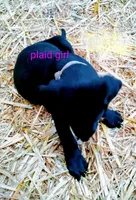 Plaid collar, a female Labrador Retriever for sale in Ione, CA – Photo 5 of 10