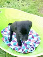 Plaid collar, a female Labrador Retriever for sale in Ione, CA – Photo 9 of 10