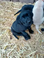 Plaid collar, a female Labrador Retriever for sale in Ione, CA – Photo 7 of 10