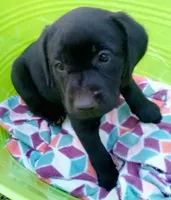 Black diamond collar, a female Labrador Retriever for sale in Ione, CA – Photo 6 of 8