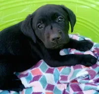 Black diamond collar, a female Labrador Retriever for sale in Ione, CA – Photo 1 of 8