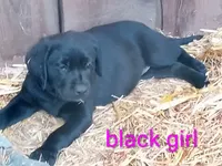 Black diamond collar, a female Labrador Retriever for sale in Ione, CA – Photo 7 of 8