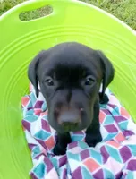 Black diamond collar, a female Labrador Retriever for sale in Ione, CA – Photo 8 of 8