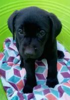 Black diamond collar, a female Labrador Retriever for sale in Ione, CA – Photo 4 of 8