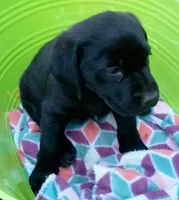 Black diamond collar, a female Labrador Retriever for sale in Ione, CA – Photo 3 of 8