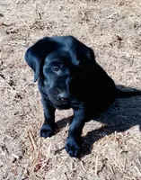 Violet, a female Labrador Retriever for sale in Ione, CA – 2 of 2