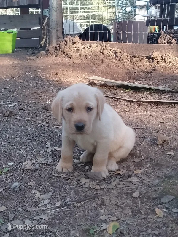 Orange collar  – Labrador Retriever puppy for sale in Ione, CA