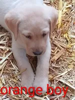 Orange collar , a male Labrador Retriever for sale in Ione, CA – Photo 8 of 8