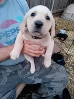 Orange collar , a male Labrador Retriever for sale in Ione, CA – Photo 6 of 8