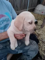 Orange collar , a male Labrador Retriever for sale in Ione, CA – Photo 7 of 8