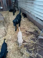Orange collar , a male Labrador Retriever for sale in Ione, CA – Photo 3 of 8