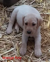 Orange collar , a male Labrador Retriever for sale in Ione, CA – Photo 4 of 8