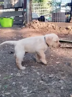 Orange collar , a male Labrador Retriever for sale in Ione, CA – Photo 2 of 8