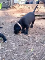 White color collar, a male Labrador Retriever for sale in Ione, CA – Photo 9 of 10