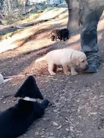 White color collar, a male Labrador Retriever for sale in Ione, CA – Photo 8 of 10